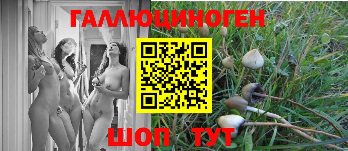 Галлюциногенные грибы Psilocybine cubensis Унеча